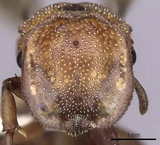 Cephalotes umbraculatus specimen INBIOCRI002281655 image inbiocri002281655_2