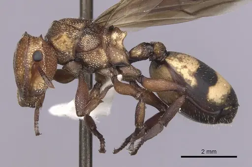 Cephalotes umbraculatus specimen INBIOCRI002281655 image inbiocri002281655_3