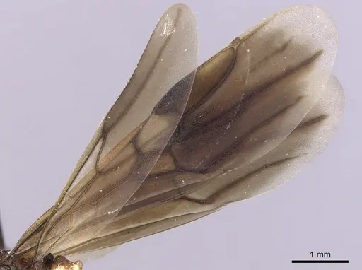 Cephalotes umbraculatus specimen INBIOCRI002281655 image inbiocri002281655_4
