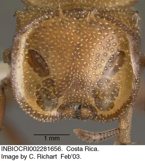 Cephalotes umbraculatus specimen INBIOCRI002281656 image inbiocri002281656_2