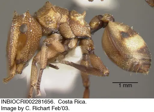 Cephalotes umbraculatus specimen INBIOCRI002281656 image inbiocri002281656_3