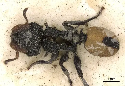 Cephalotes unimaculatus specimen CASENT0900243 image casent0900243_1