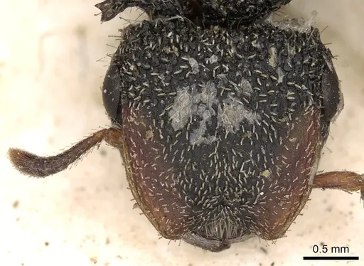 Cephalotes unimaculatus specimen CASENT0900243 image casent0900243_2
