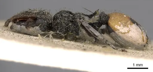 Cephalotes unimaculatus specimen CASENT0900243 image casent0900243_3