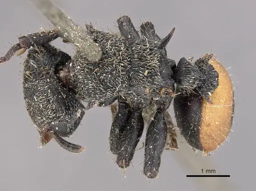 Cephalotes unimaculatus specimen CASENT0909263 image casent0909263_1