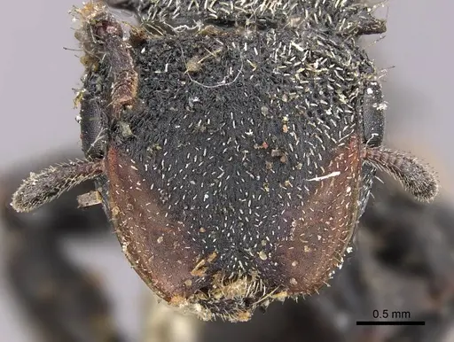 Cephalotes unimaculatus specimen CASENT0909263 image casent0909263_2