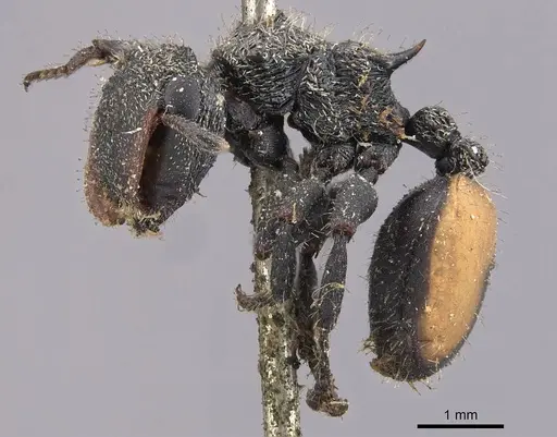 Cephalotes unimaculatus specimen CASENT0909263 image casent0909263_3