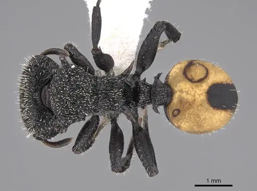 Cephalotes unimaculatus specimen CASENT0922528 image casent0922528_1