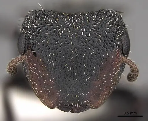 Cephalotes unimaculatus specimen CASENT0922528 image casent0922528_2