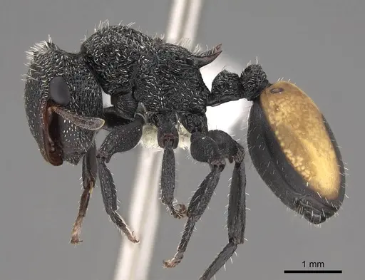 Cephalotes unimaculatus specimen CASENT0922528 image casent0922528_3