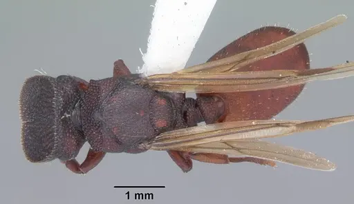 Cephalotes varians specimen CASENT0103754 image casent0103754_1