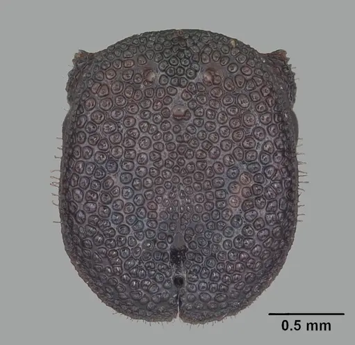 Cephalotes varians specimen CASENT0103754 image casent0103754_2