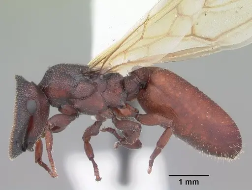 Cephalotes varians specimen CASENT0103754 image casent0103754_3