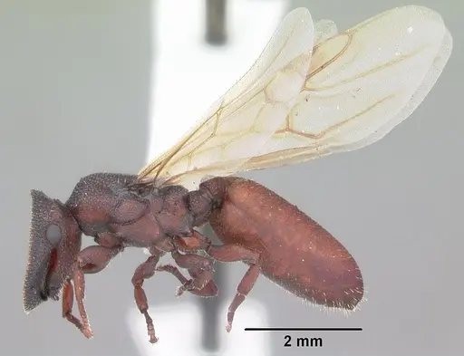 Cephalotes varians specimen CASENT0103754 image casent0103754_4