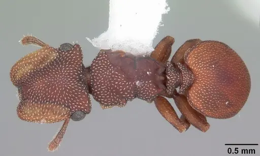 Cephalotes varians specimen CASENT0103755 image casent0103755_1