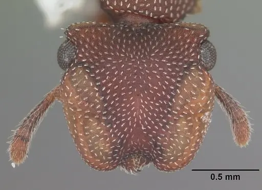 Cephalotes varians specimen CASENT0103755 image casent0103755_2