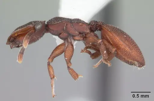 Cephalotes varians specimen CASENT0103755 image casent0103755_3
