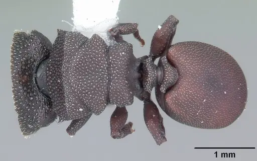 Cephalotes varians specimen CASENT0103758 image casent0103758_1