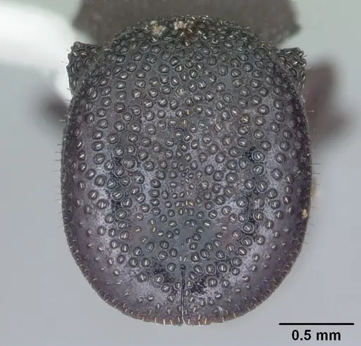 Cephalotes varians specimen CASENT0103758 image casent0103758_2