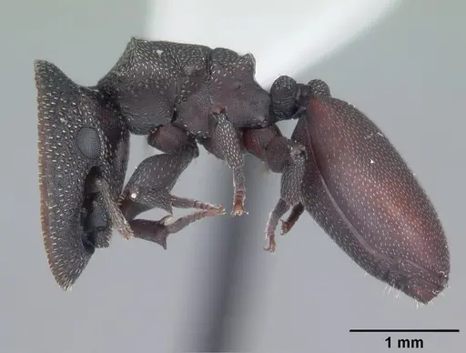 Cephalotes varians specimen CASENT0103758 image casent0103758_3