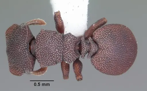 Cephalotes varians specimen CASENT0103759 image casent0103759_1