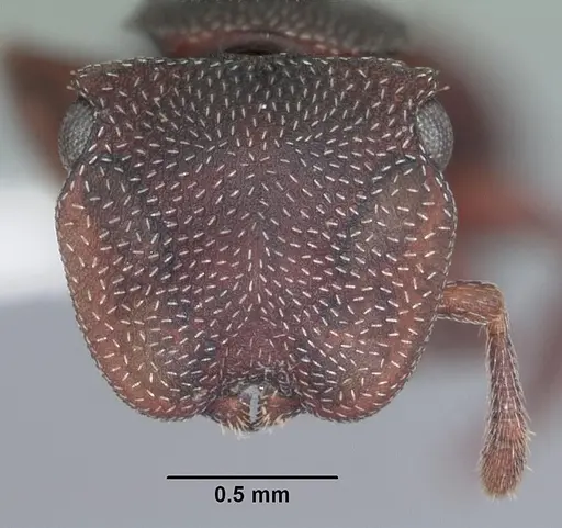 Cephalotes varians specimen CASENT0103759 image casent0103759_2