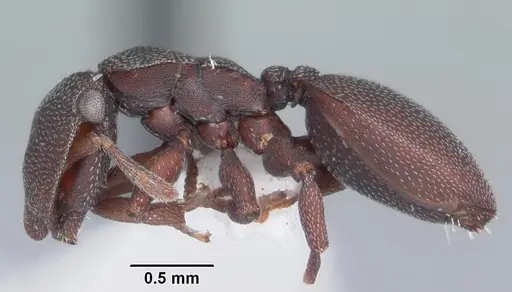 Cephalotes varians specimen CASENT0103759 image casent0103759_3