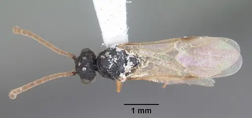 Cephalotes varians specimen CASENT0103760 image casent0103760_1