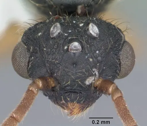 Cephalotes varians specimen CASENT0103760 image casent0103760_2