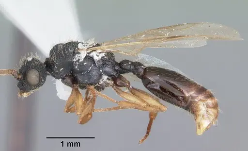 Cephalotes varians specimen CASENT0103760 image casent0103760_3