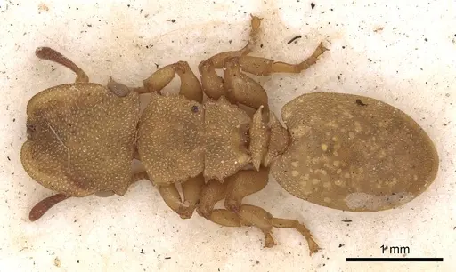 Cephalotes varians specimen CASENT0900251 image casent0900251_1