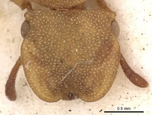 Cephalotes varians specimen CASENT0900251 image casent0900251_2