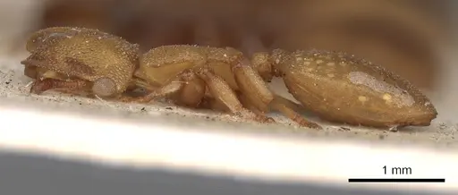 Cephalotes varians specimen CASENT0900251 image casent0900251_3