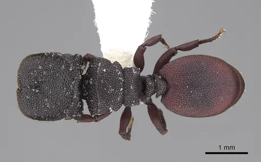 Cephalotes varians specimen CASENT0922526 image casent0922526_1