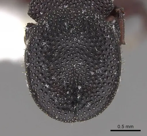 Cephalotes varians specimen CASENT0922526 image casent0922526_2