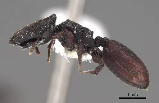 Cephalotes varians specimen CASENT0922526 image casent0922526_3