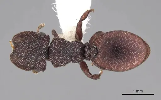 Cephalotes varians specimen CASENT0922527 image casent0922527_1
