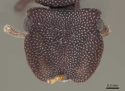 Cephalotes varians specimen CASENT0922527 image casent0922527_2