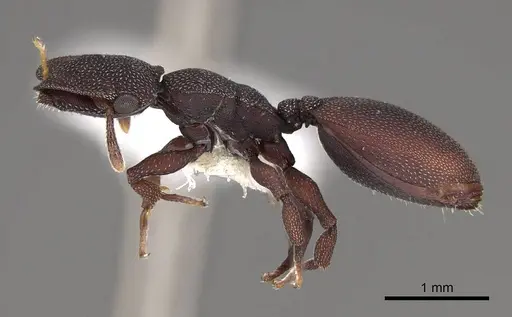 Cephalotes varians specimen CASENT0922527 image casent0922527_3