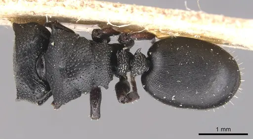 Cephalotes wheeleri specimen CASENT0904913 image casent0904913_1
