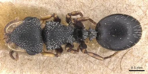 Cephalotes wheeleri specimen CASENT0904914 image casent0904914_1