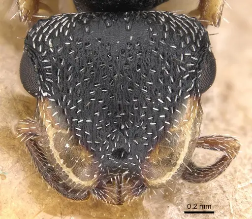 Cephalotes wheeleri specimen CASENT0904914 image casent0904914_2