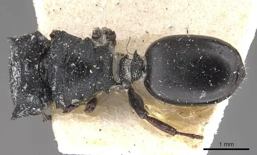 Cephalotes wheeleri specimen CASENT0909292 image casent0909292_1
