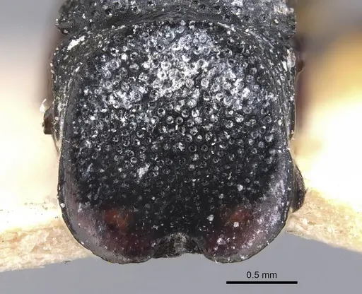 Cephalotes wheeleri specimen CASENT0909292 image casent0909292_2
