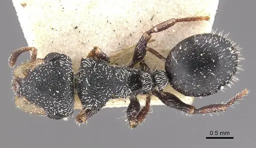 Cephalotes wheeleri specimen CASENT0909293 image casent0909293_1