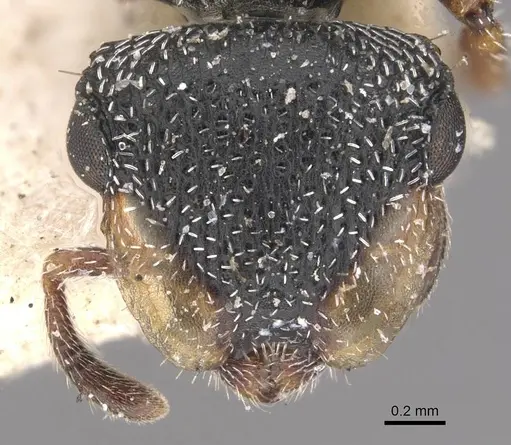 Cephalotes wheeleri specimen CASENT0909293 image casent0909293_2