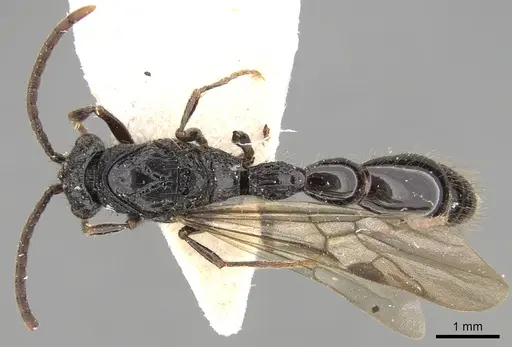 Cerapachys antennatus specimen CASENT0281977 image casent0281977_1