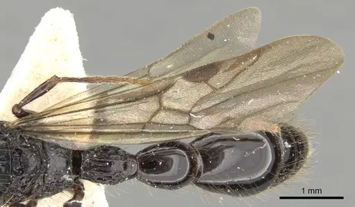 Cerapachys antennatus specimen CASENT0281977 image casent0281977_2