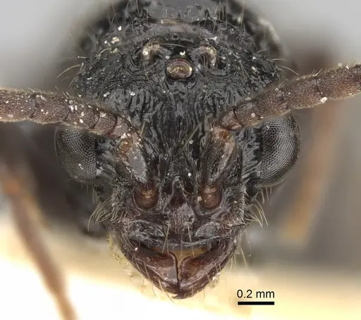 Cerapachys antennatus specimen CASENT0281977 image casent0281977_3