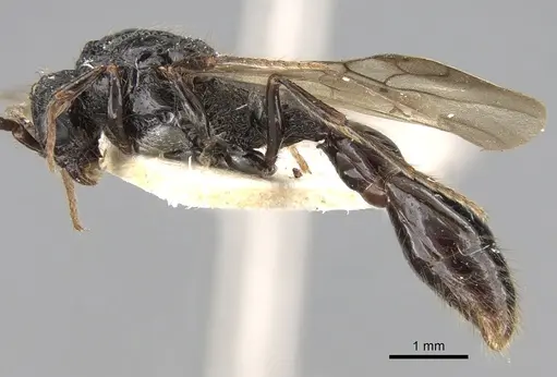 Cerapachys antennatus specimen CASENT0281977 image casent0281977_4